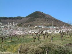 桃の花咲く山麓