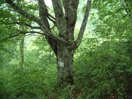 ブナの大木 （樹齢７５５年）