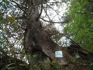 クロベの大木 （樹齢８００年）