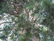 クロベの大木