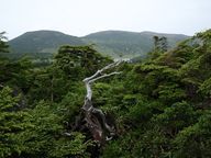 コメツガの目立つ登山道
