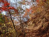 紅葉の綺麗な登山道