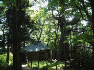 門神社と木幡の大杉