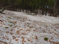 残雪上に目立つブナの芽鱗