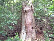 樹齢５００年の大杉