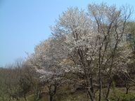 桜（４月下旬頃）