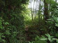 竹林の中の登山道